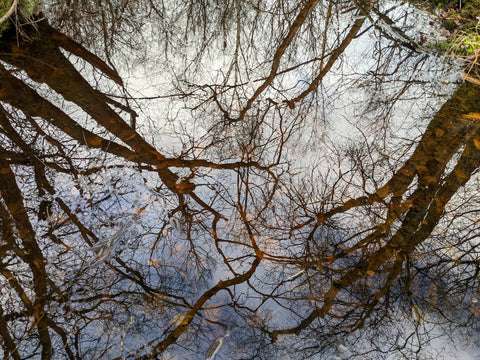 Stream in Minley, Hampshire, UK.