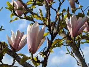 The Magnolia Flower