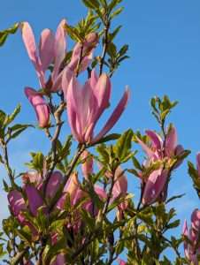 The magnolia flower against a blue sky.