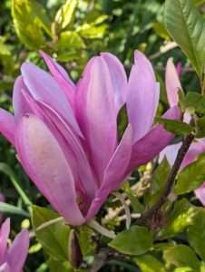 The Magnolia Flower