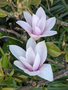 The Magnolia Flower