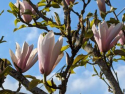 Magnolia Flowers