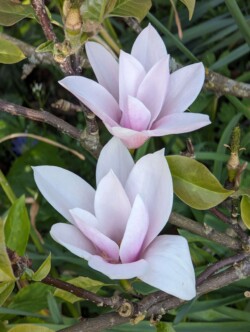 Magnolia Flowers